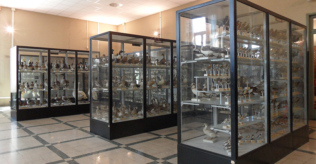 90 anni del Museo Civico di Zoologia (1932 - 2022) 90 anni del Museo Civico di Zoologia (1932 - 2022)