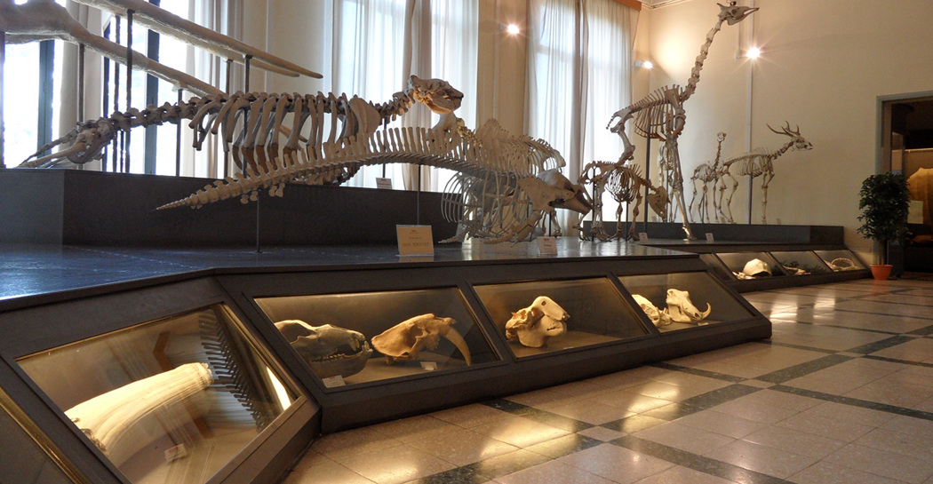 Museo Civico di Zoologia