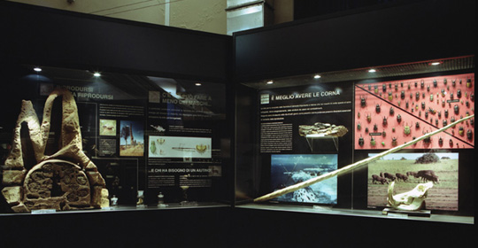 Museo Civico di Zoologia