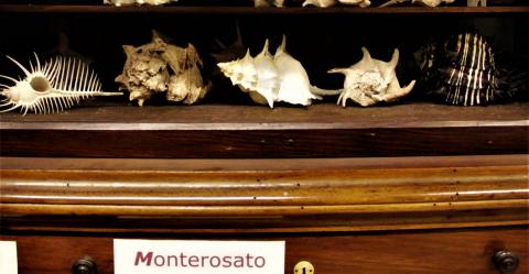 Collezione Monterosato