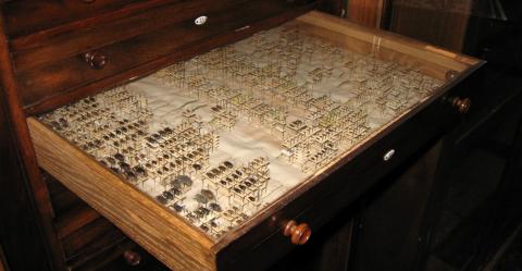 Collezione Rasetti_1050